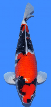 Showa Dainichi 54cm Nisai Female HQ 