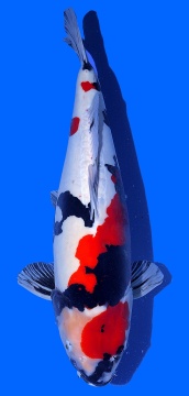 Doitsu Showa Hiroi 55cm Nisai Female VHQ 