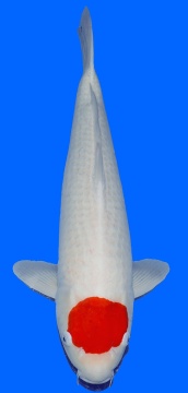 Tancho Kohaku Nogami 65cm 5J - VERKAUFT! 