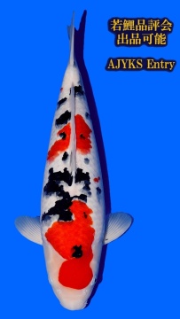 Sanke Tamaura 55cm Nisai Female SHQ 