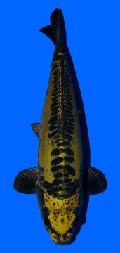 Special Bigscale Maruhiro 55cm Sansai Female VHQ 