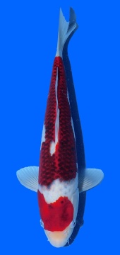 Goromo Izumiya 35 cm 16 Monate VHQ 