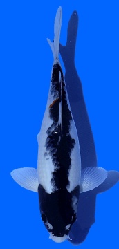 Matsukawabake Aoki 28cm Nisai Female VHQ 