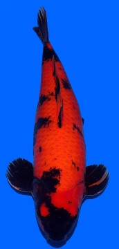 Hi Utsuri Shinoda 62cm Yonsai Female HQ 