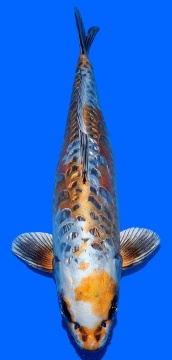 Ginrin Bigscale Igarashi 47cm Nisai Female High Quality 