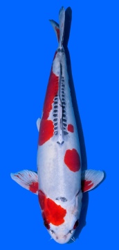 Benikikokuryu Ozumi Ikarashi 63cm Female VHQ 