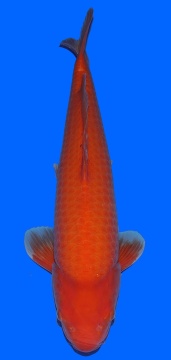 Super  Mango Sakai FF 50cm Nisai 
