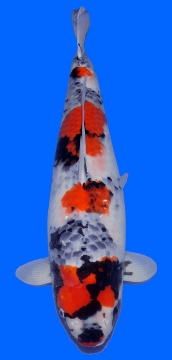 Showa Dainichi 68cm Gosai Female VHQ 