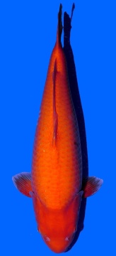 Super Mango Sakai 60cm Sansai Female VHQ 