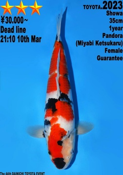 Showa Dainichi Toyoto 35cm Tosai Female VHQ 