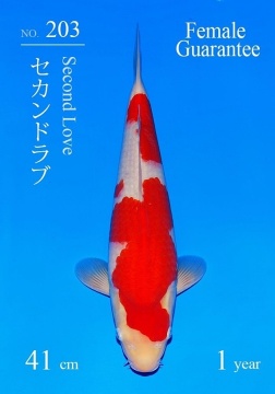 Kohaku Sakai FF 41cm Tosai Female HQ 