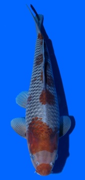 Ochiba Toshinobu Igarashi 45cm Nisai Female HQ 