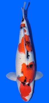 Showa Higashi 56cm Nisai Female VHQ 