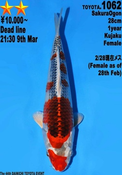 Kujaku Dainichi Toyota 28cm Tosai Female HQ 