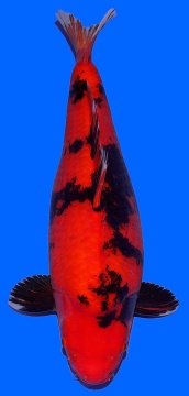 Hi Utsuri Dainichi 60cm Sansai Female VHQ 