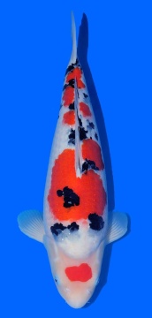 Sanke Sakai Ltd 48cm 18 Mon Female SHQ 