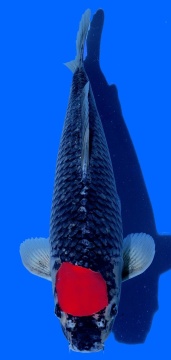 Tancho Goshiki Aoki 42cm Nisai HQ 