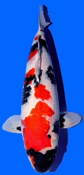 Showa Dainichi Toyota 51cm Nisai Female VHQ 