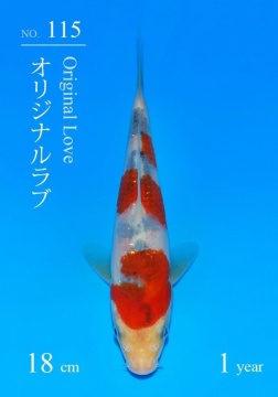 Sanke Sakai Tategoi 18cm 5 Mon VHQ incl Mudpond 2027 