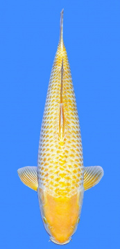 Golden Corn Taniguchi 52cm Nisai Female VHQ 
