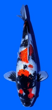Ginrin Showa Shinoda 55cm Sansai Female HQ 