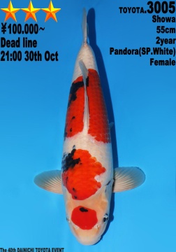 Showa Dainichi Toyota 55cm Nisai Female Pandora 