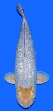 Ginrin Bigscale Oyama 76cm Gosai Female VHQ 