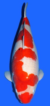 Sanke Dainichi 67cm Sansai Female VHQ 