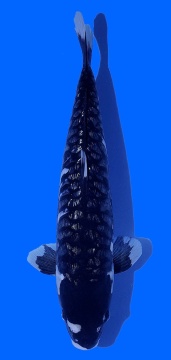 Bigscale Toshinobu Igarashi 43cm 16 Monate HQ 