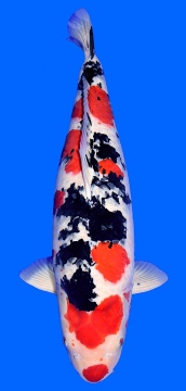 Sanke Higashi 72cm Yonsai Female VHQ 