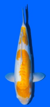Ki Jiro Takatazu 46cm Sansai Female HQ 