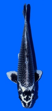 Aoki Kawari 38cm Nisai Male HQ 