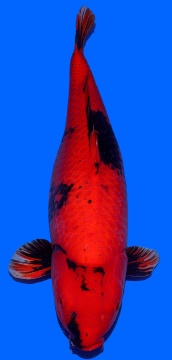 Hi Utsuri Shinoda 80-85cm Gosai Female HQ 