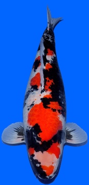 Showa Dainichi 70cm Sansai Female VHQ 