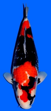 Showa Dainichi 58cm Nisai Female VHQ 