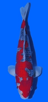 Kawakami Goshiki 40cm Nisai  HQ 