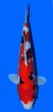 Doitsu Sanke Kawakami 41 cm 16 Monate 