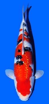 Ginrin Sanke Matsue 45cm  Nisai Female VHQ 