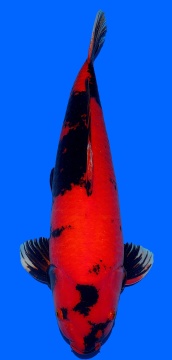 Hi Utsuri Shinoda 62cm Yonsai Male SHQ 