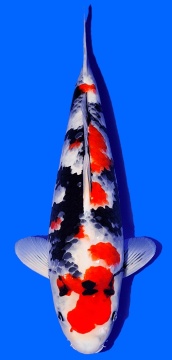 Showa Tamaura 53cm Nisai Female VHQ 