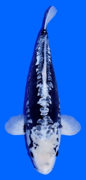 Kumonryu Higashi 56cm Tosai Female VHQ incl Mudpond 