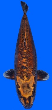Bigscale Oyama 70cm Yonsai Female HQ 