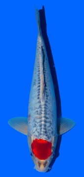 Doitsu Tancho Goshiki Aoki 40cm Nisai HQ 