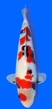 Showa Dainichi Toyota 40cm Tosai Female VHQ incl Mudpond 