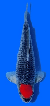 Tancho Goshiki Aoki 36cm Nisai VHQ 
