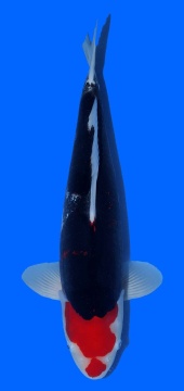 Benikumonryu Kawakami 52cm Sansai Female VHQ 
