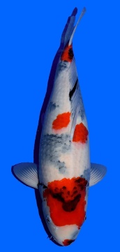 Showa Dainichi Toyota 53cm Sansai Female VHQ 