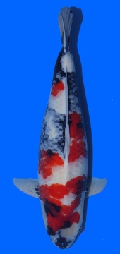 Showa Dainichi Toyota 73cm 5J Male VHQ 