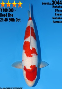 Super Kohaku Dainichi Toyota 57cm Nisai Female Nanako 
