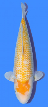 Taniguchi Golden Corn 44cm Nisai Female  